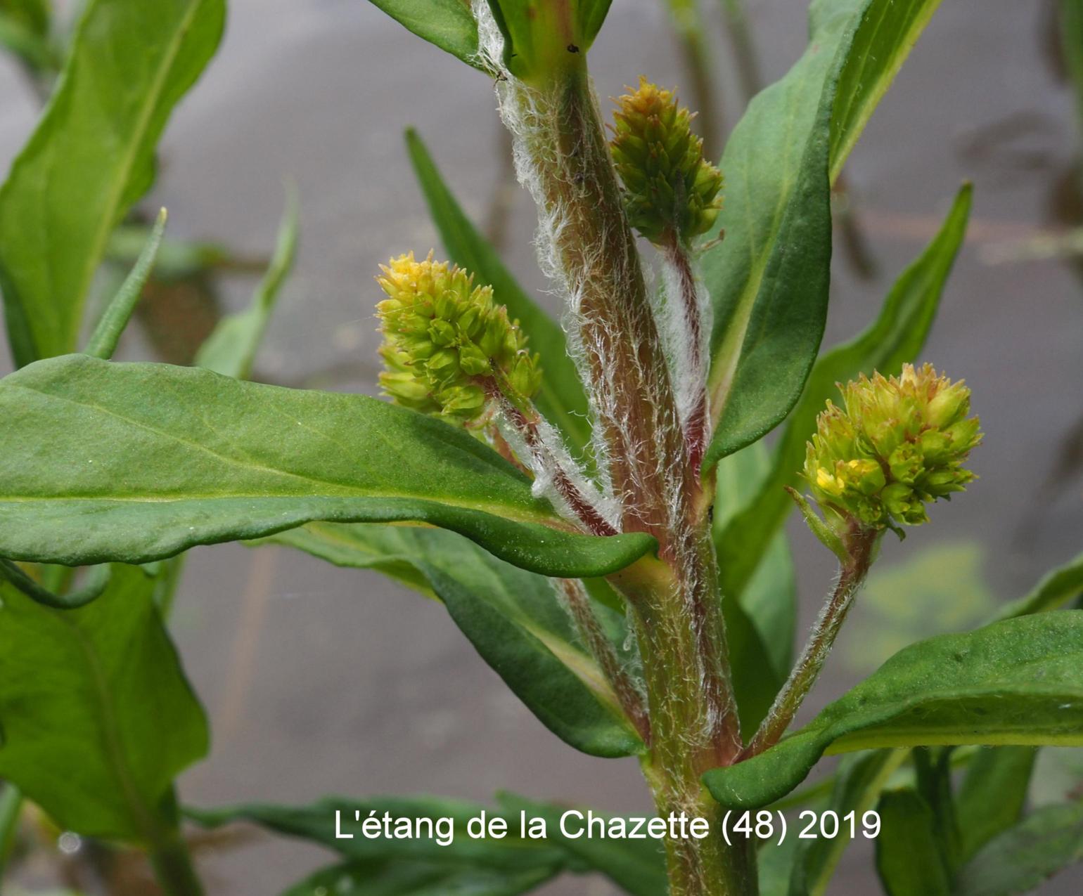 Loosestrife, Tufted